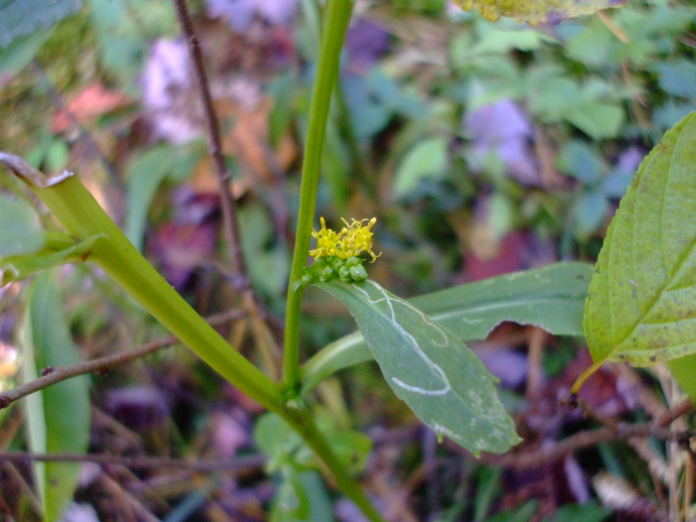 Solidago patula